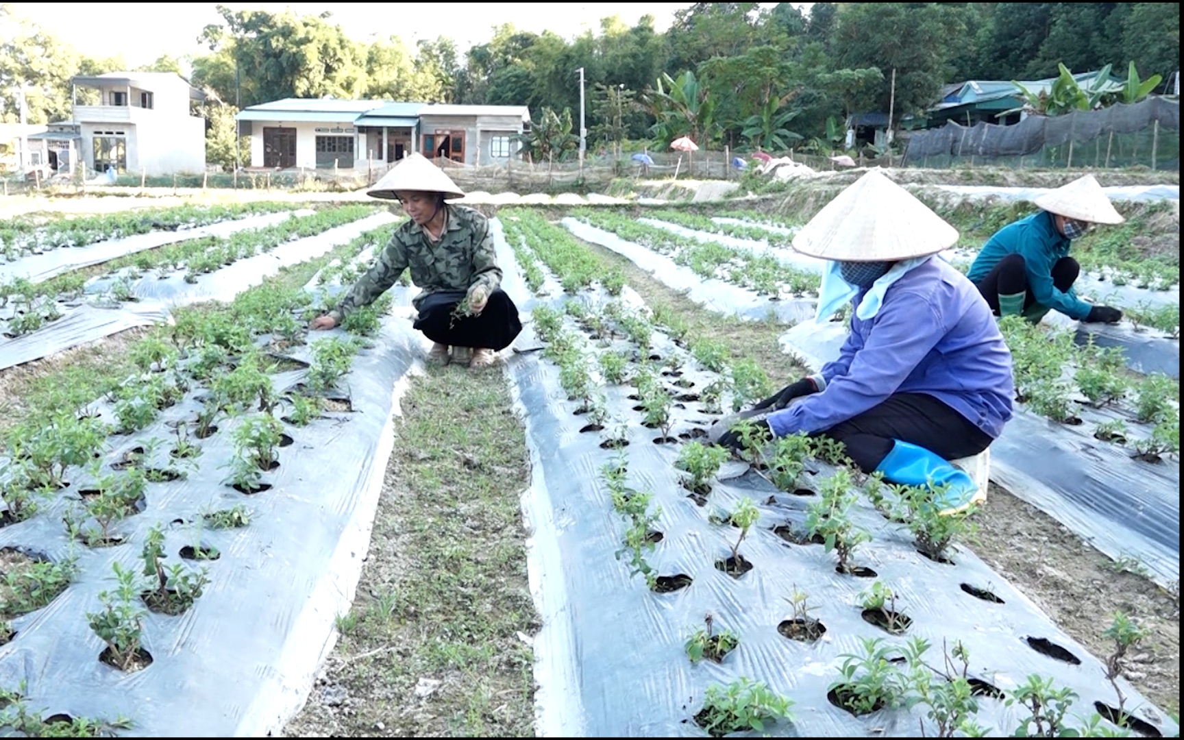 Nông dân Yên Bái làm giàu nhờ trồng cỏ ngọt xuất khẩu sang châu Âu