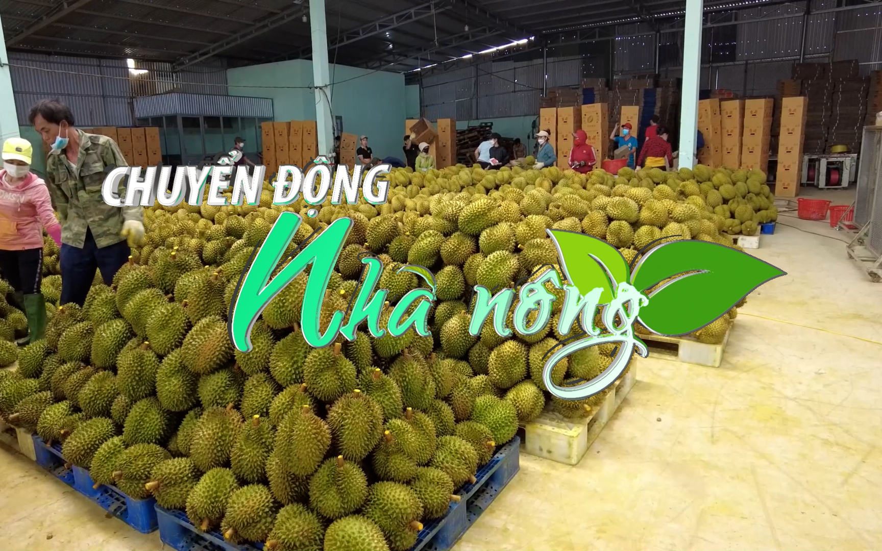 Chuyển động Nhà nông 21/12: Xuất khẩu sầu riêng sang Trung Quốc tăng kỷ lục tới 4.120%