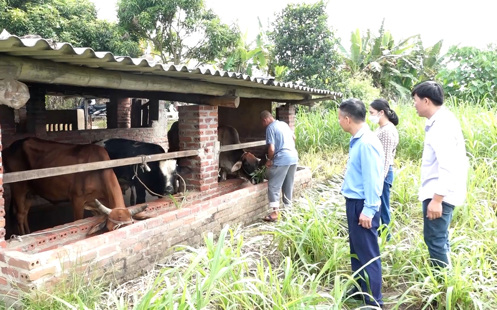 "Điểm tựa" giúp nông dân Yên Bái phát triển chăn nuôi, vươn lên thoát nghèo