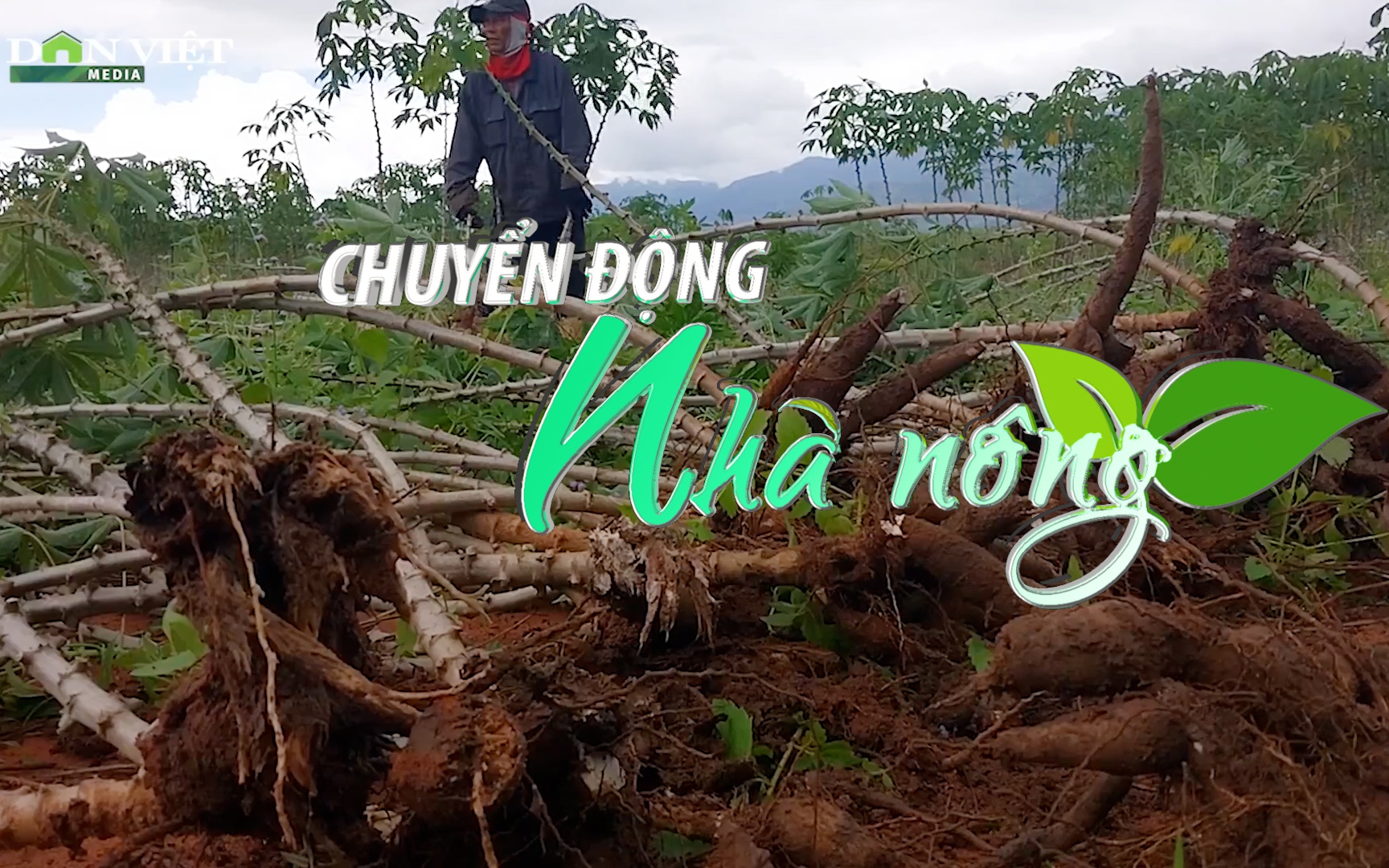 Chuyển động Nhà nông 8/12: Sắn thối củ hàng loạt do mưa lũ, nông dân Ninh Thuận lao đao