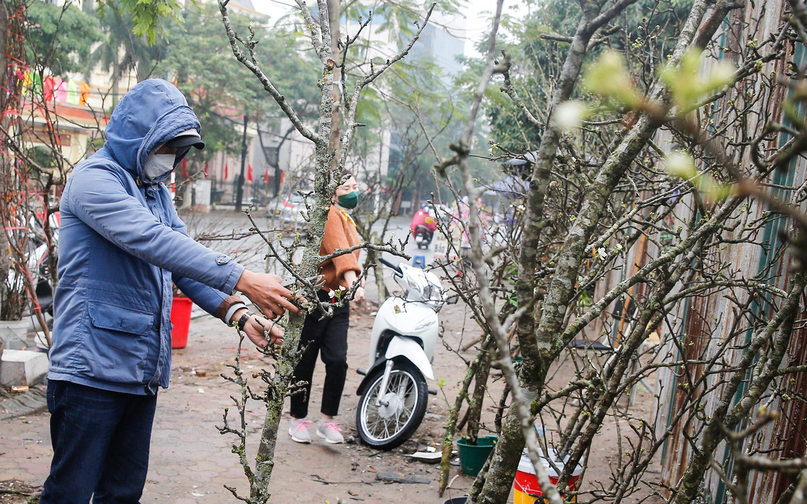 Người Hà Nội mạnh tay chi tiền triệu vào thú chơi hoa lê sau Tết Nguyên đán