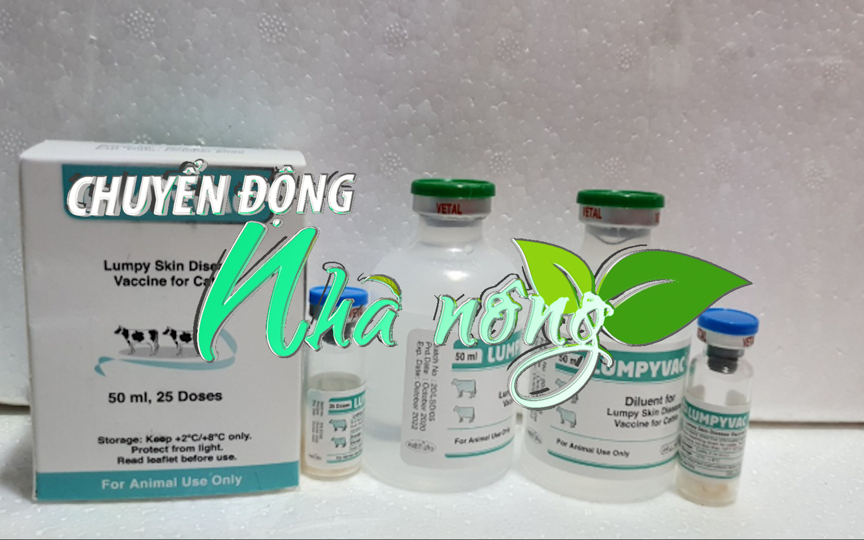 Chuyển động Nhà nông 19/2: Nhập khẩu hơn 11 triệu liều vaccine viêm da nổi cục trên trâu, bò