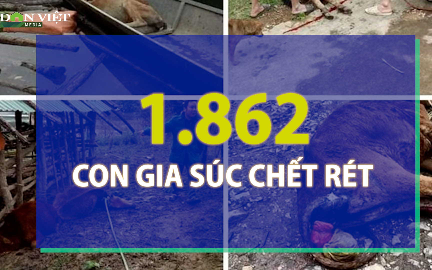 Gia súc chết vì rét đậm rét hại tiếp tục tăng nhanh tại các tỉnh miền núi phía Bắc