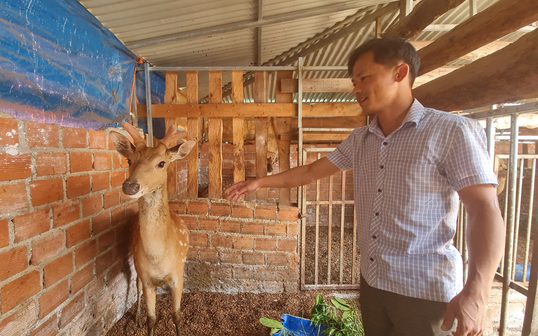 Bỏ trường, bỏ lớp vì mê nuôi hươu, thầy giáo dạy âm nhạc tạo ra doanh thu khủng