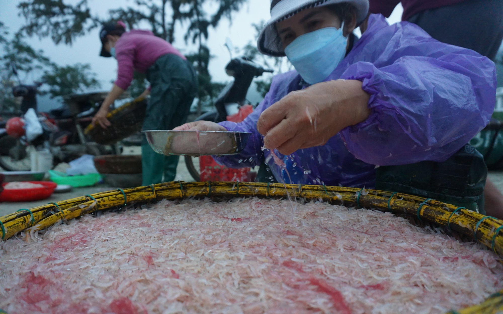 Trúng "lộc biển", ngư dân Đà Nẵng thu tiền triệu mỗi ngày