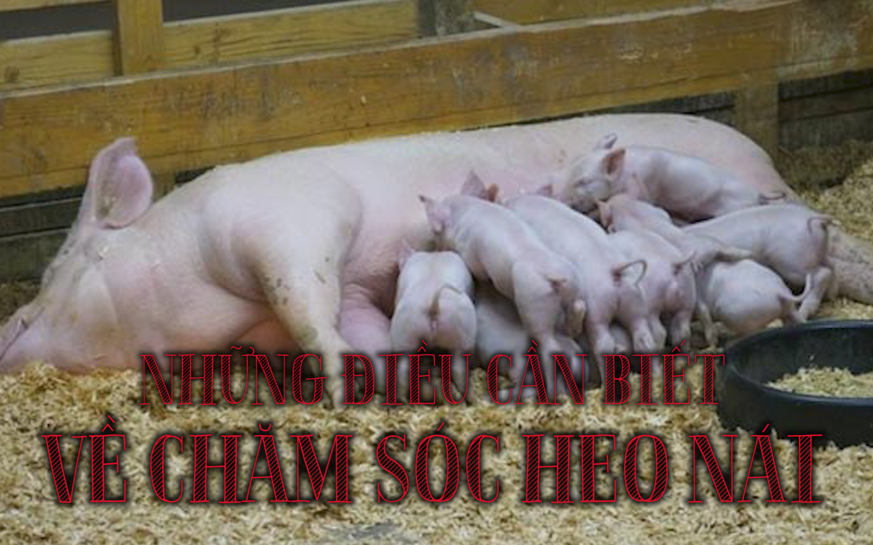 Những điều cần biết khi chăm sóc heo nái đẻ