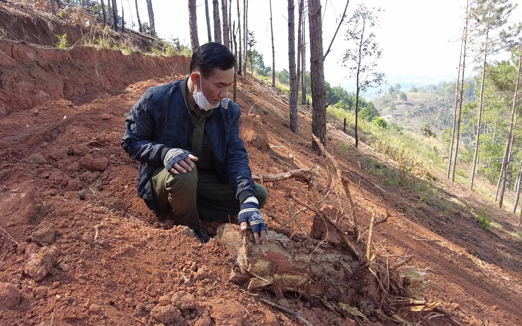 Cưa cắt cây thông sát gốc rồi lấp đất, che mắt lực lượng chức năng để lấn chiếm đất lâm nghiệp