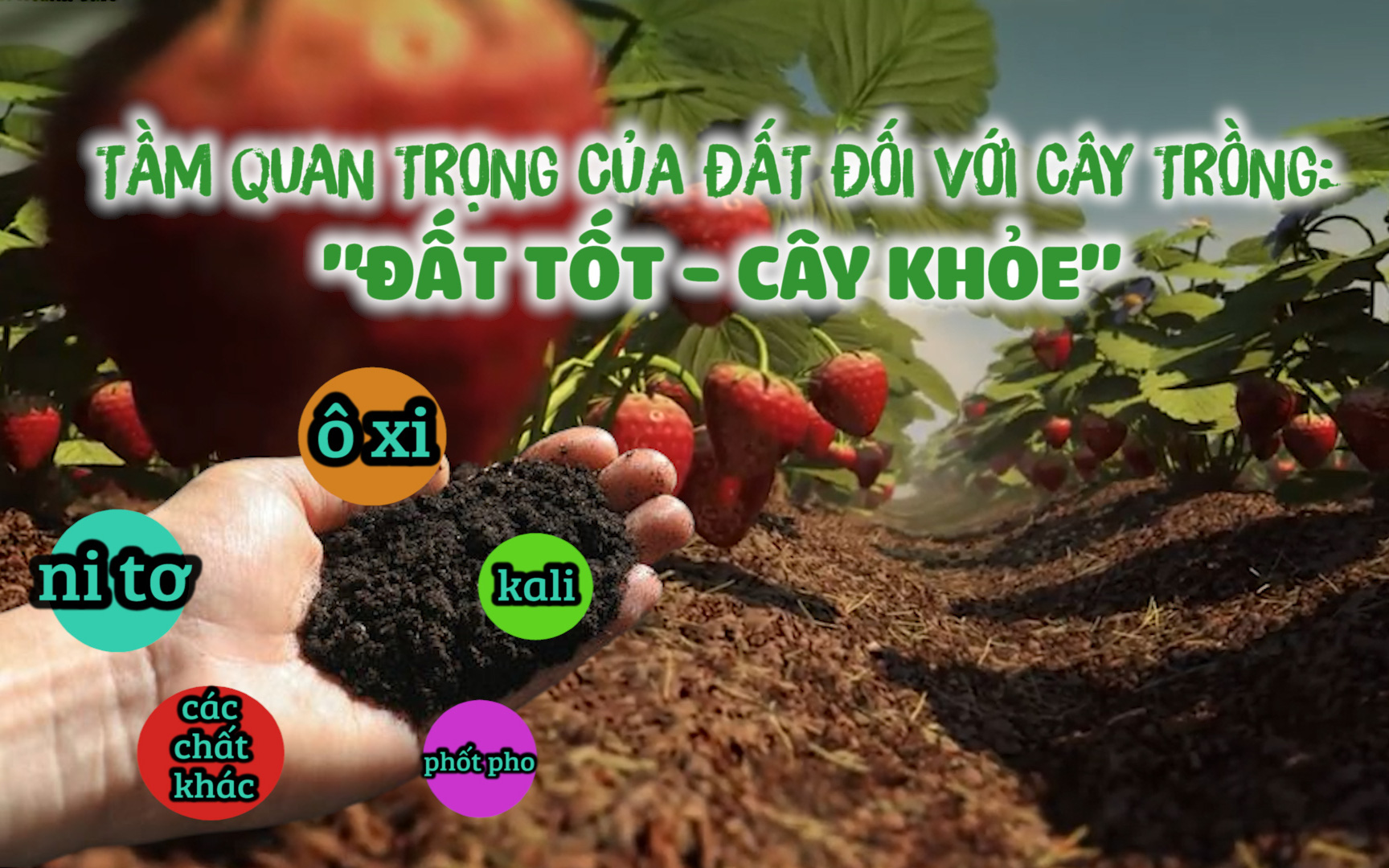 Tầm quan trọng của đất đối với cây trồng: "Đất tốt - Cây khỏe"