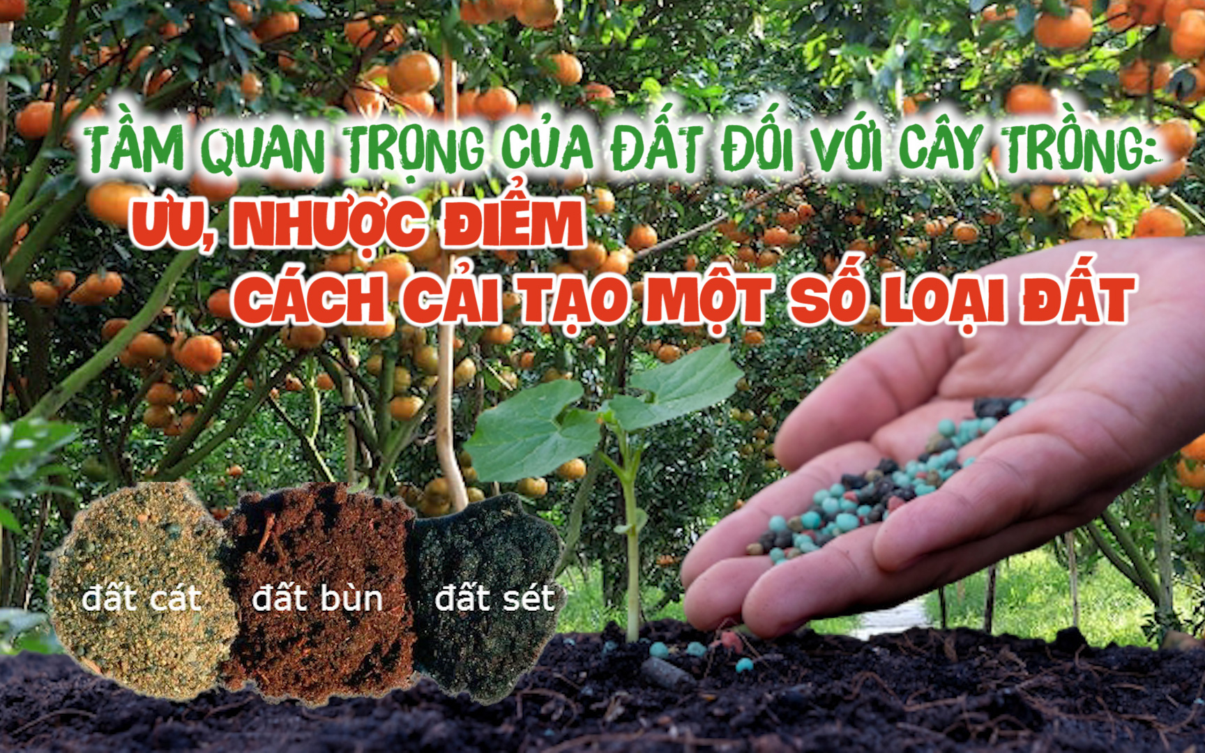 Tầm quan trọng của đất đối với cây trồng: Ưu, nhược điểm và cách cải tạo một số loại đất