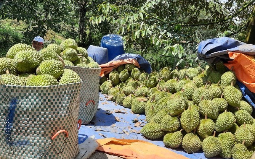 Nước ngọt dồi dào, nông dân Tiền Giang phấn khởi vì trái cây được mùa, được giá