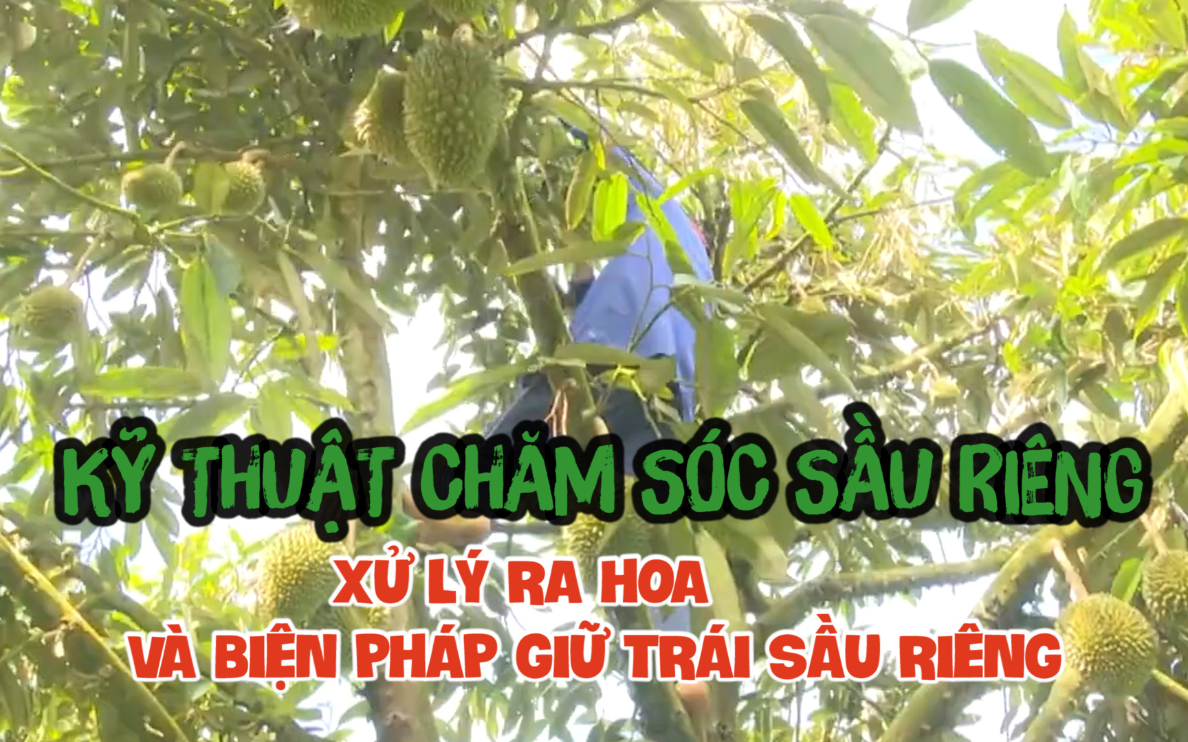 Kỹ thuật chăm sóc sầu riêng: Cách xử lý ra hoa và biện pháp giữ trái sầu riêng