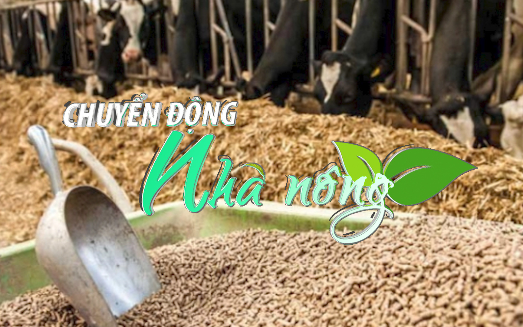 Chuyển động Nhà nông 1/4: Giá thức ăn chăn nuôi lại tiếp tục tăng từ hôm nay