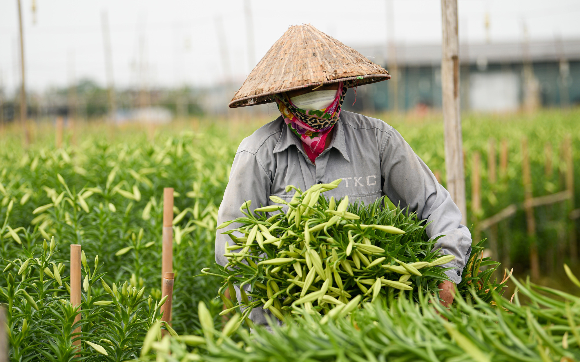 Hoa loa kèn nở sớm, người Tây Tựu tất bật thu hoạch mong bán được giá tốt