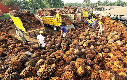 Thu hoạch và chế biến dầu cọ trong nhà máy ở Indonesia