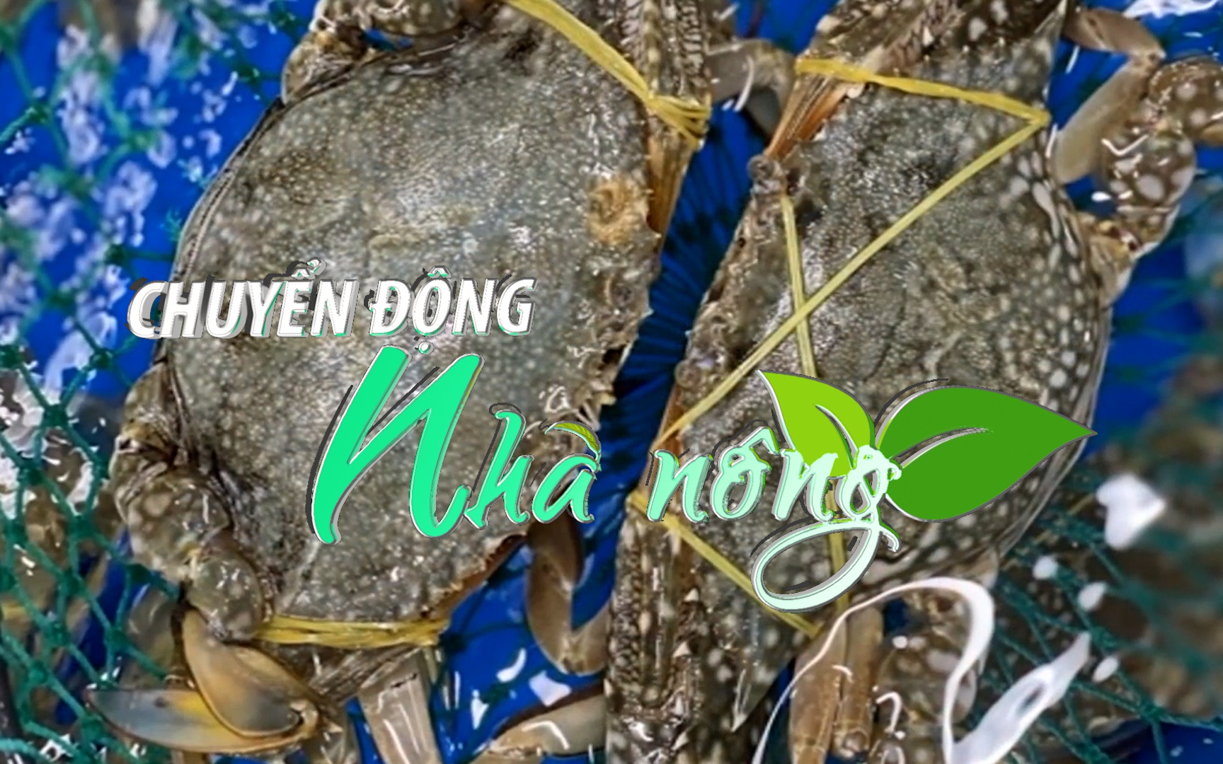 Chuyển động Nhà nông 1/5: Ghẹ khan hiếm, tăng giá mạnh trong dịp lễ