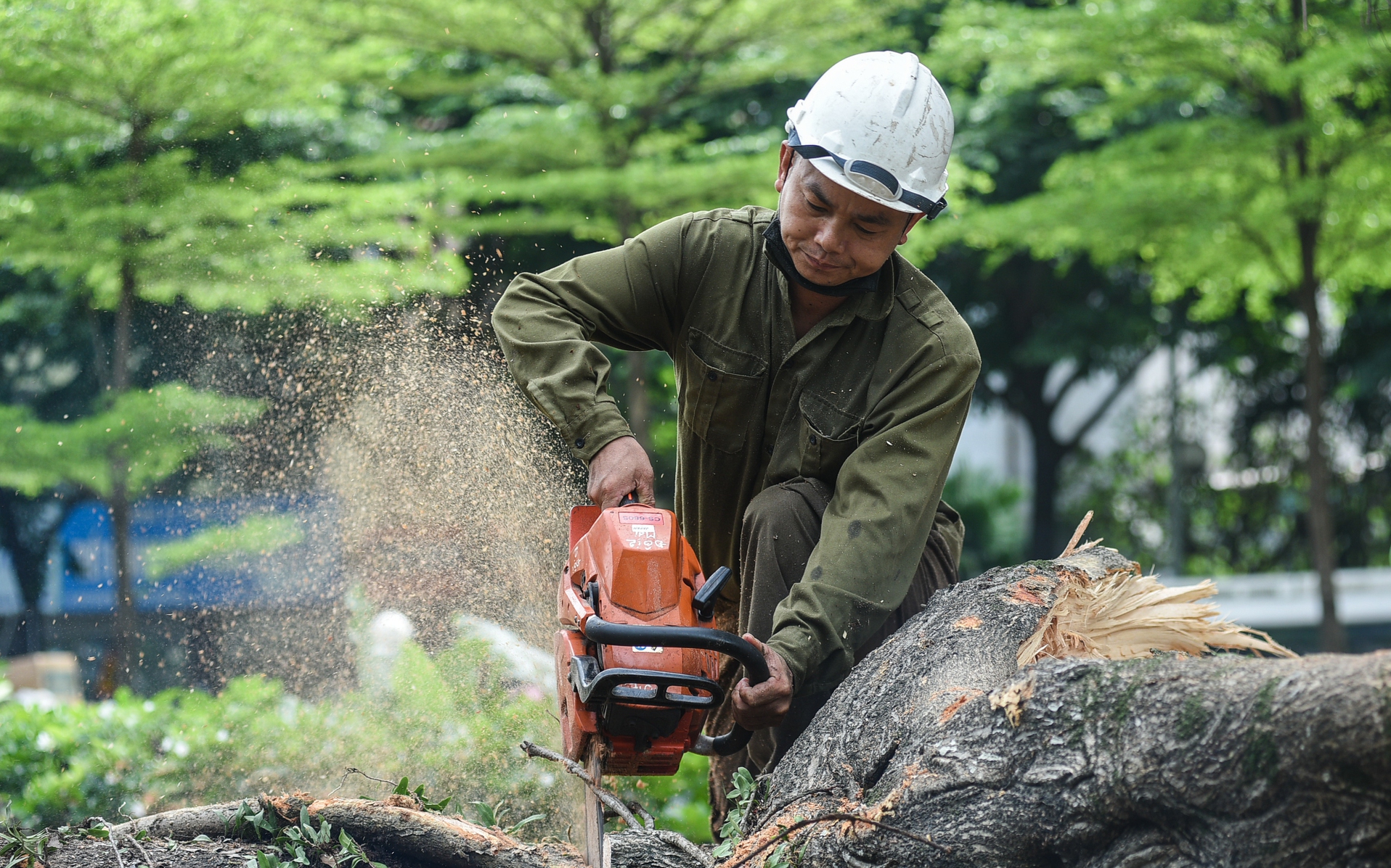 Hà Nội: "Cụ" đa trăm tuổi bất ngờ gãy nhánh khiến đường Võ Chí Công, ùn dài hàng km