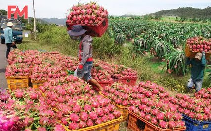 Quy trình trồng, thu hoạch và chế biến các sản phẩm từ quả thanh long