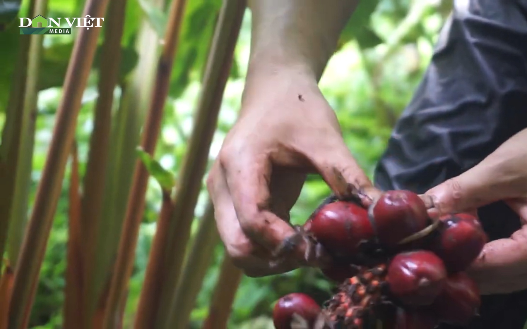 Trải nghiệm hái thảo quả - đặc sản vùng cao