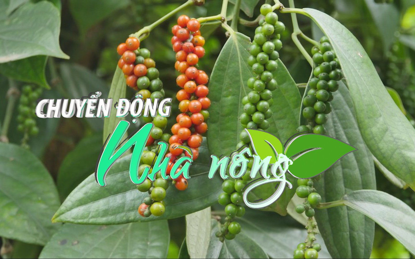 Chuyển động Nhà nông 24/6: Giá tiêu xuất khẩu tăng gần 50% trong nửa đầu năm 2022