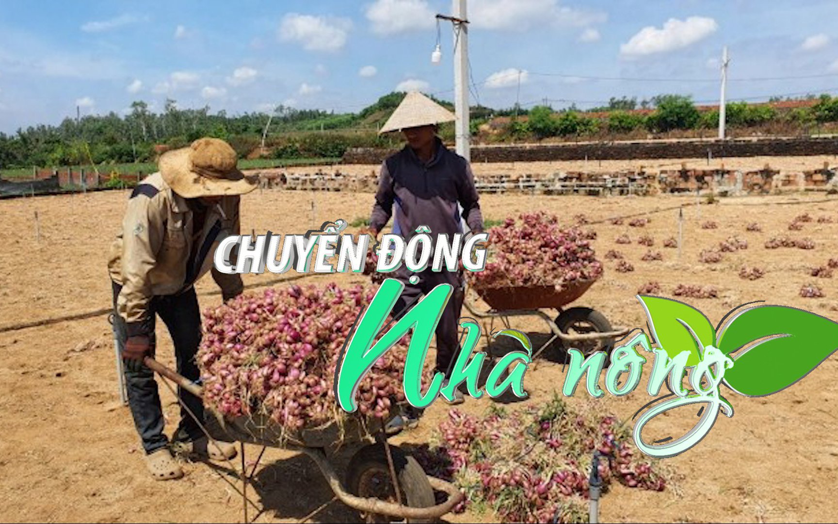 Chuyển động Nhà nông 28/6: Nông dân Quảng Ngãi điêu đứng vì nhiều diện tích hành tím bị mất trắng