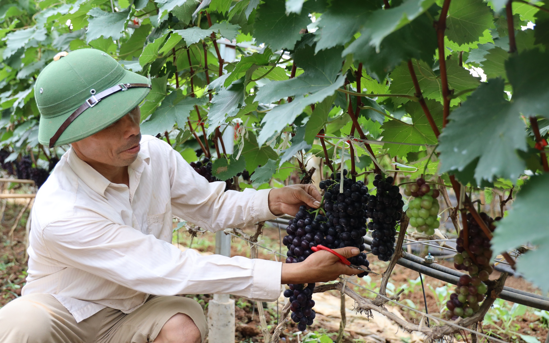 Nông dân Sơn La lộ bí quyết thu nhập cao từ nho Hạ Đen 