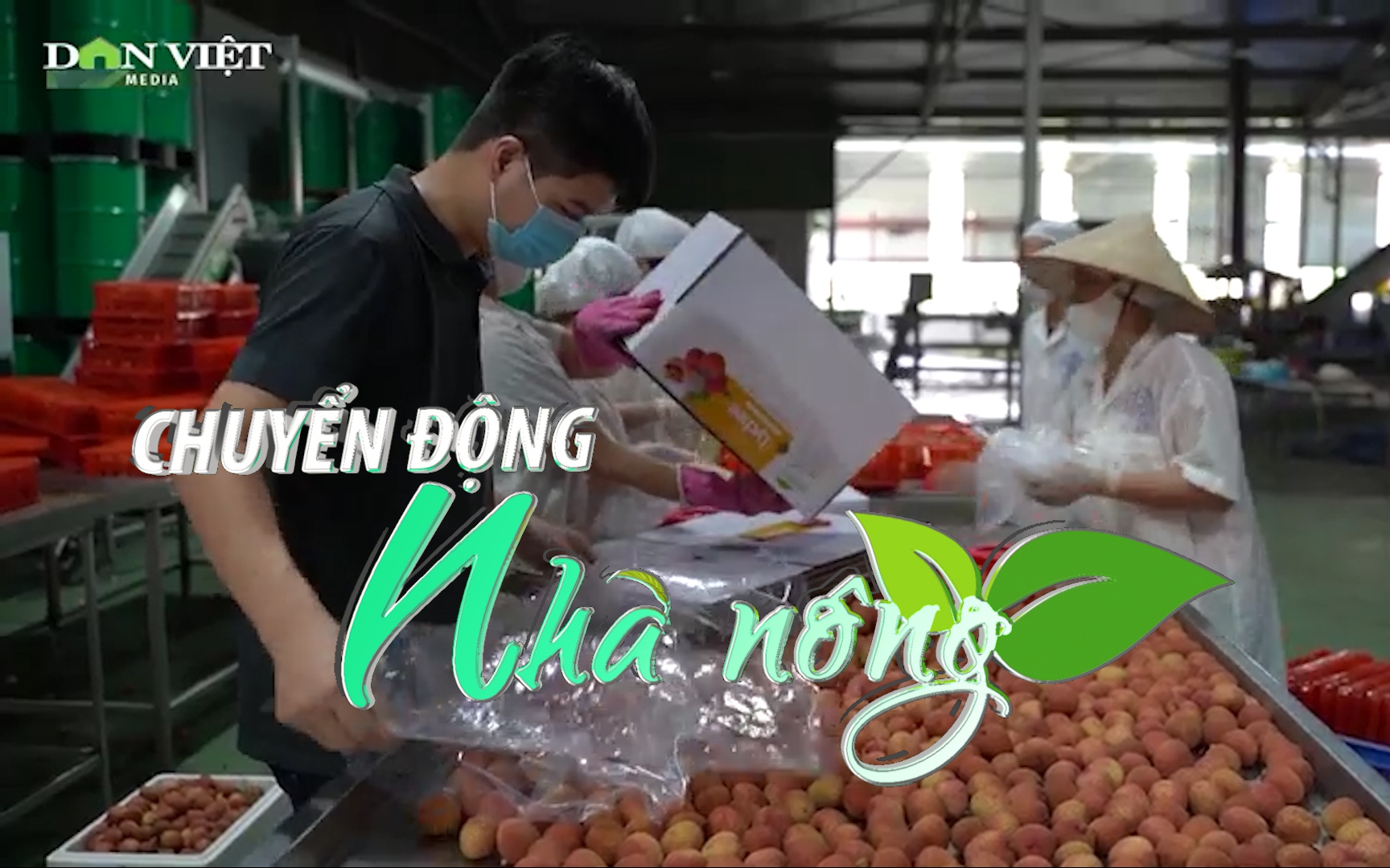 Chuyển động Nhà nông 6/6: Vải thiều tươi của Việt Nam được đông đảo người dân Nhật Bản ưa chuộng