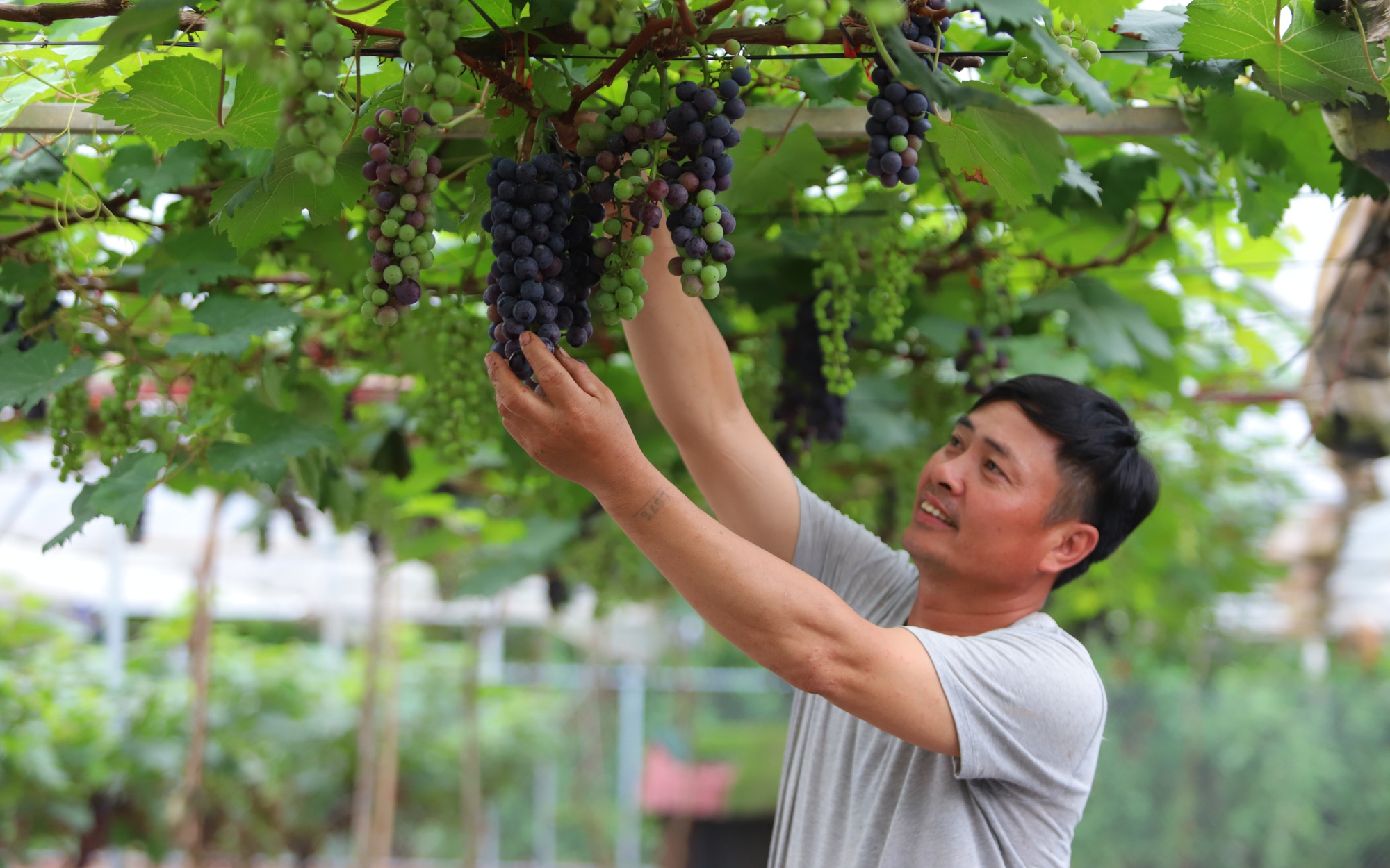 Bỏ thầu xây dựng về trồng nho hạ đen, ngay năm đầu tiên đã thu cả trăm triệu