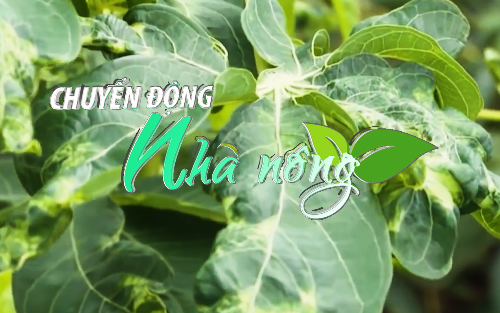 Chuyển động Nhà nông 13/7: Bệnh khảm lá sắn tiếp tục hoành hành tại Gia Lai