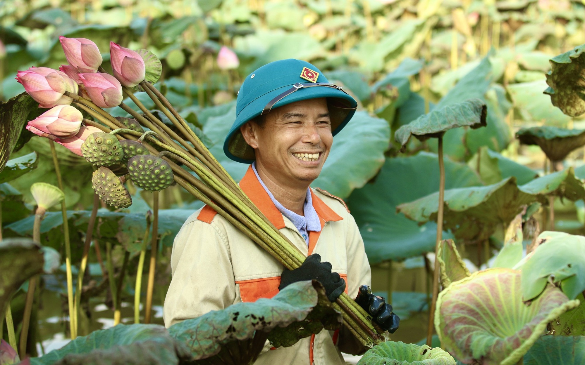 Hà Nội: Chủ đầm "mỏi tay" đếm tiền nhờ kinh doanh sen