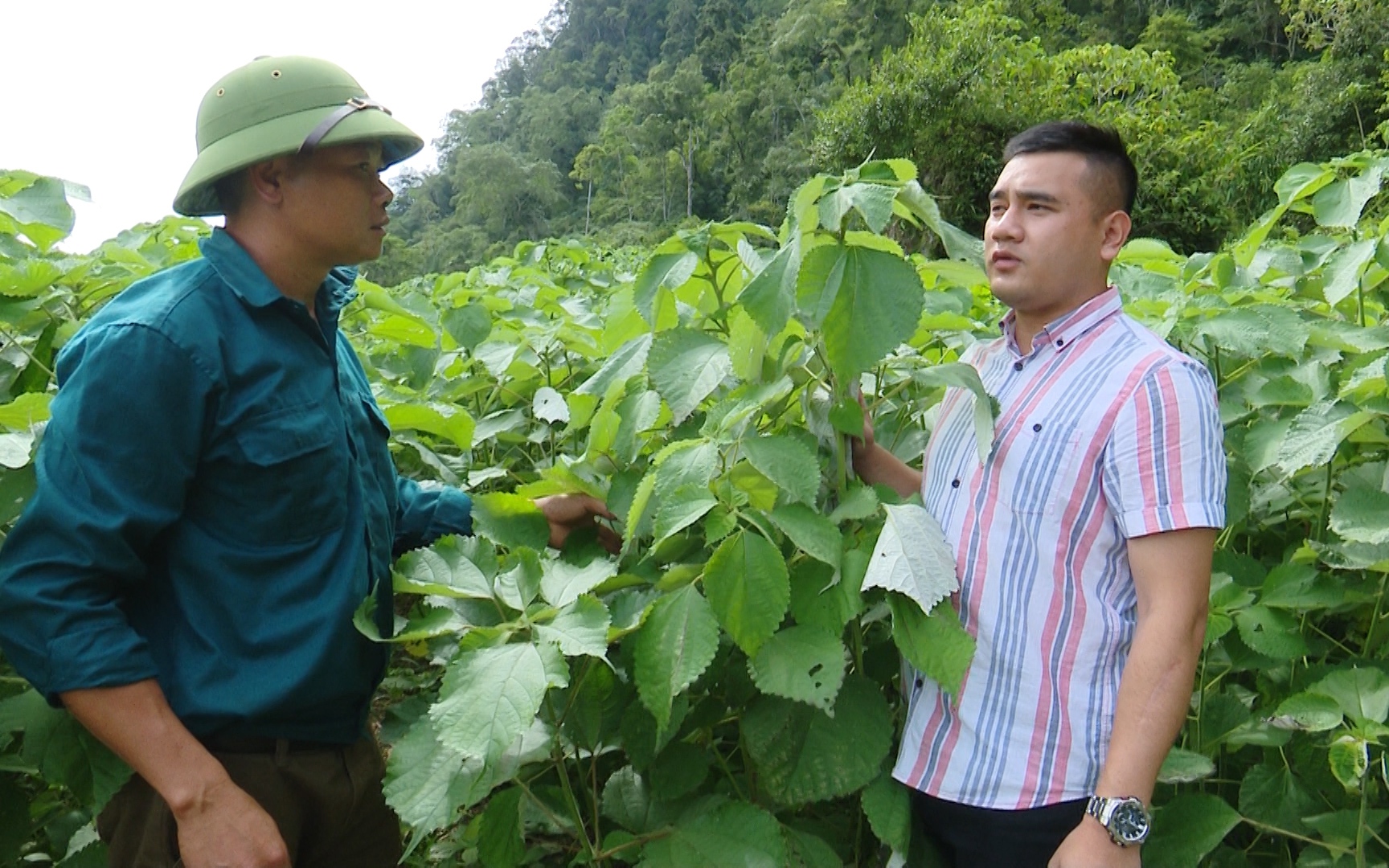 Video: Cây gai xanh dễ trồng, mang lại hiệu quả kinh tế cao cho nông dân Sơn La