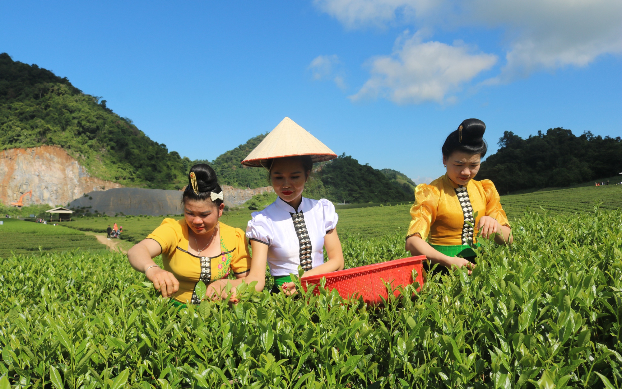 Sơn La: Hành trình bước ra từ gian khó của cây chè đặc sản Phiêng Cằm