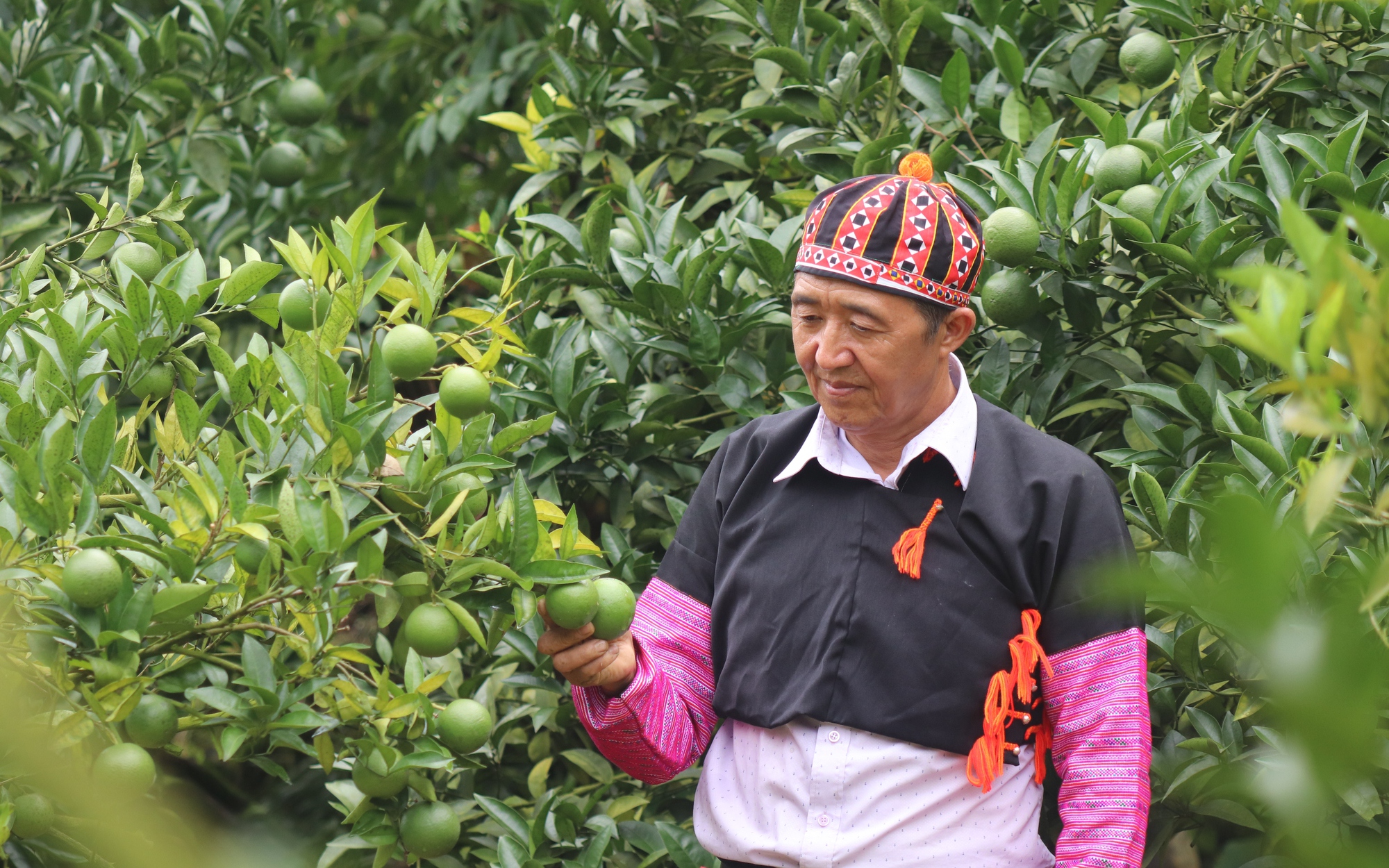 Nông dân Việt Nam xuất sắc 2022 ở Sơn La thu hơn nửa tỷ mỗi năm nhờ trồng cam đường canh