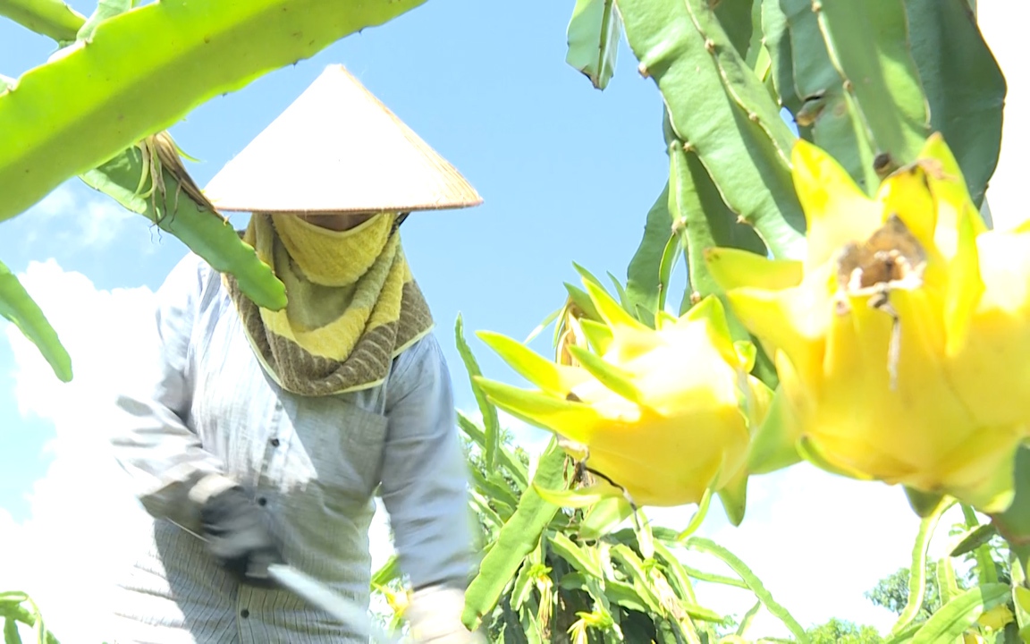 Trồng thử cây thanh long vỏ vàng, bất ngờ thu bội tiền