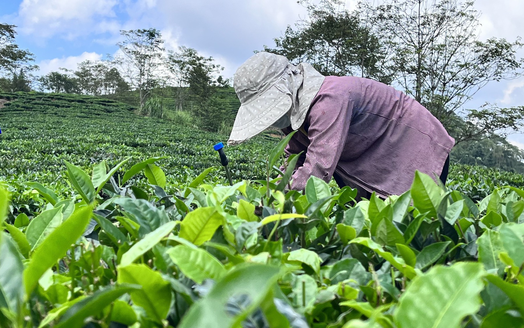 Video: Đưa Mường Khương trở thành vùng trọng điểm chè của tỉnh Lào Cai