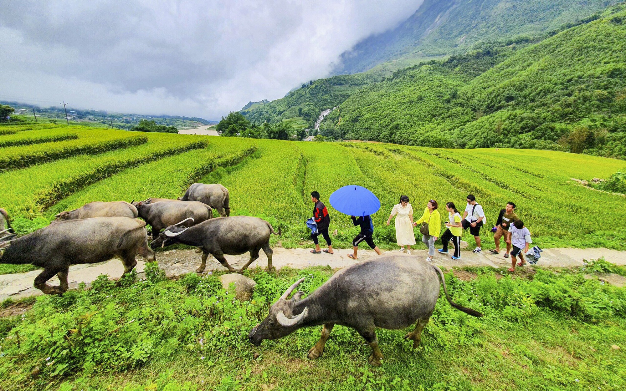 Du lịch nông nghiệp, nông thôn "níu chân" du khách khi tới Sa Pa