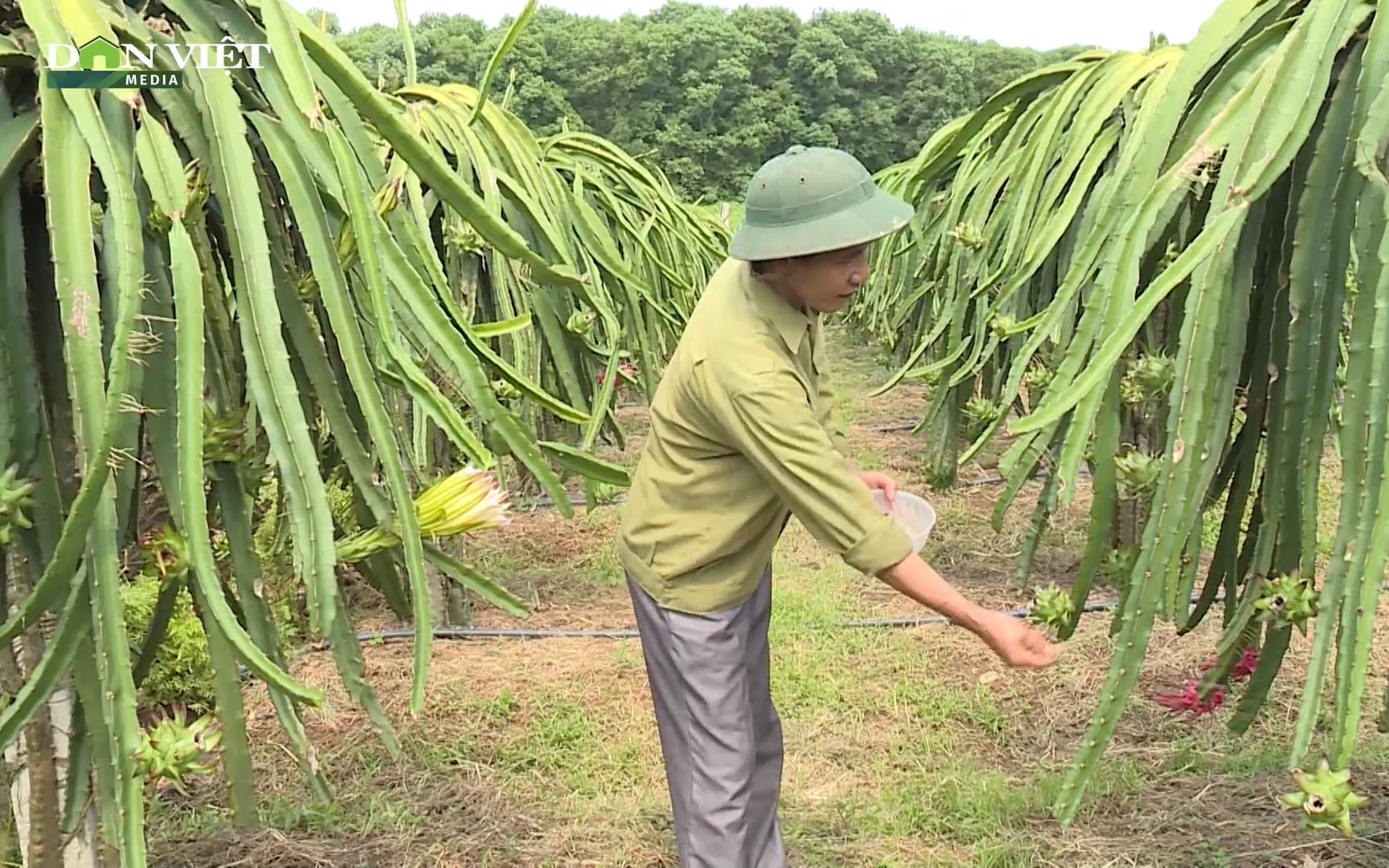 Loại quả ngỡ chỉ trồng được trên đất Nam, trồng trên đất Bắc lại ngon bất ngờ