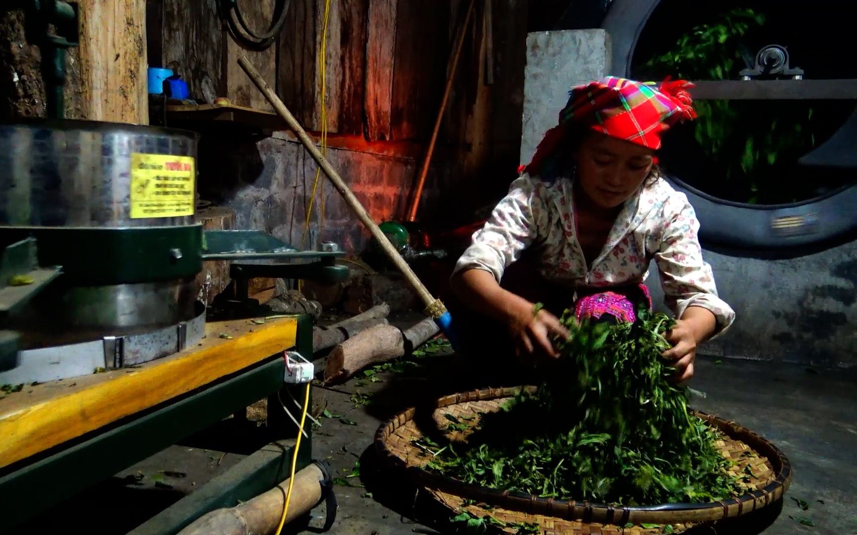 Yên Bái: Người tiên phong xây dựng thương hiệu chè Púng Luông 