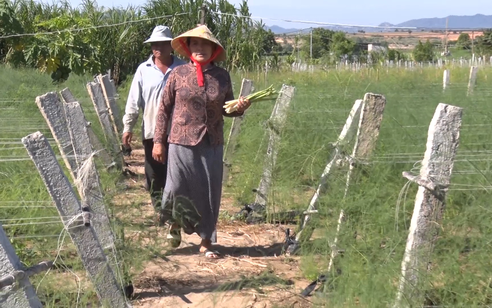 Video: Nữ giám đốc người Chăm phủ xanh cát trắng bằng loại "rau vua" là Nông dân Việt Nam xuất sắc 2022 ở Ninh Thuận