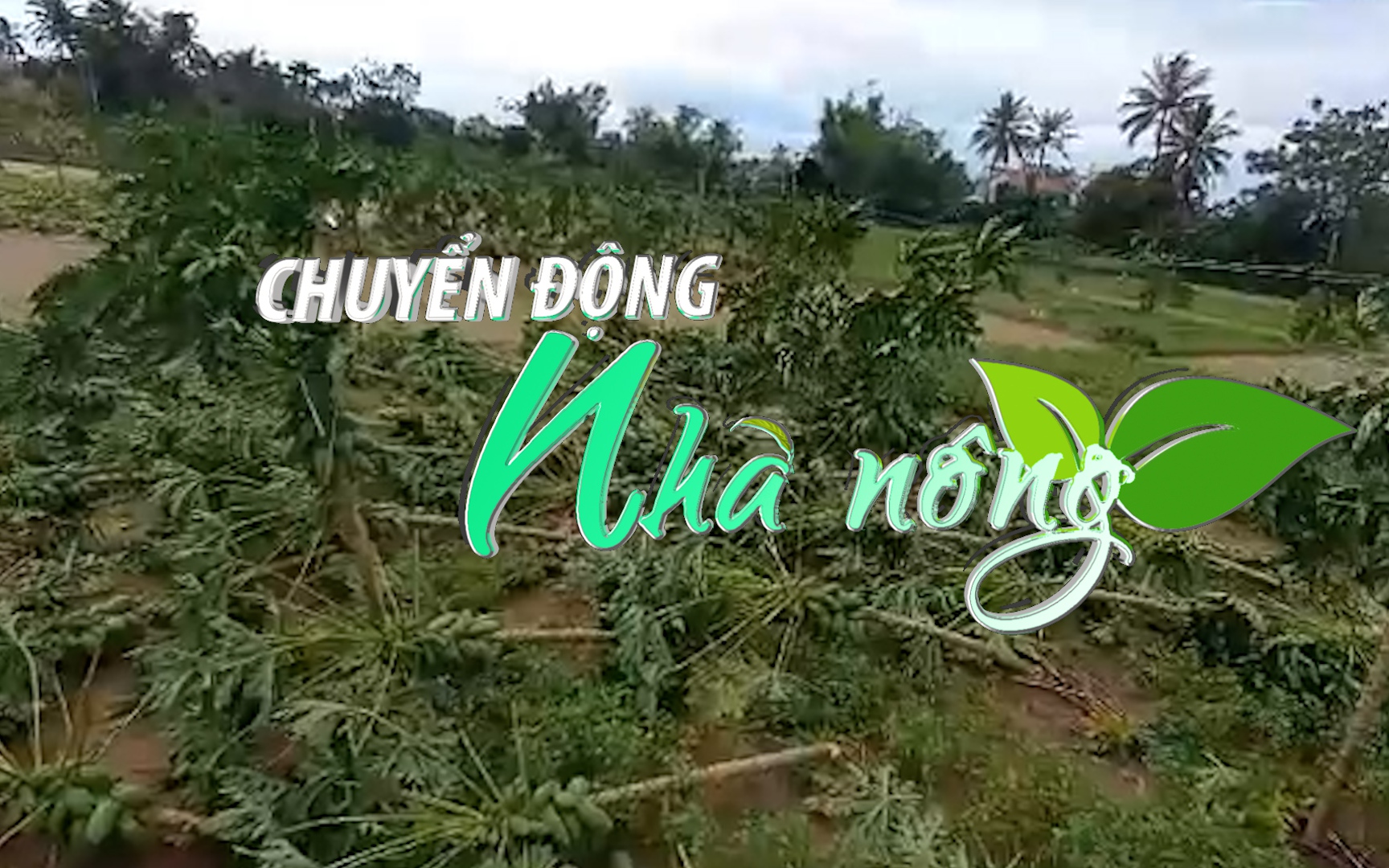 Chuyển động Nhà nông 27/9: Bão số 4 làm nhiều diện tích hoa màu ở Quãng Ngãi bị ngã đổ