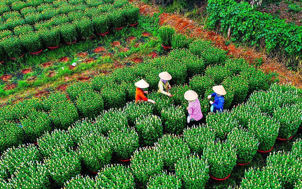 Vườn hoa Tết nhìn từ trên cao đẹp mê ly ở Đồng Nai