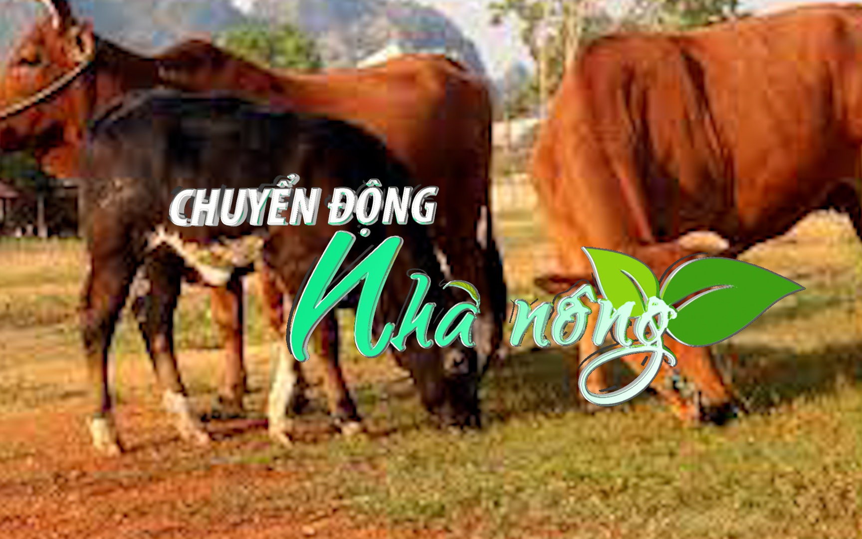 Chuyển động Nhà nông 12/1: Bò chết bất thường ở vùng biên giới Gia Lai