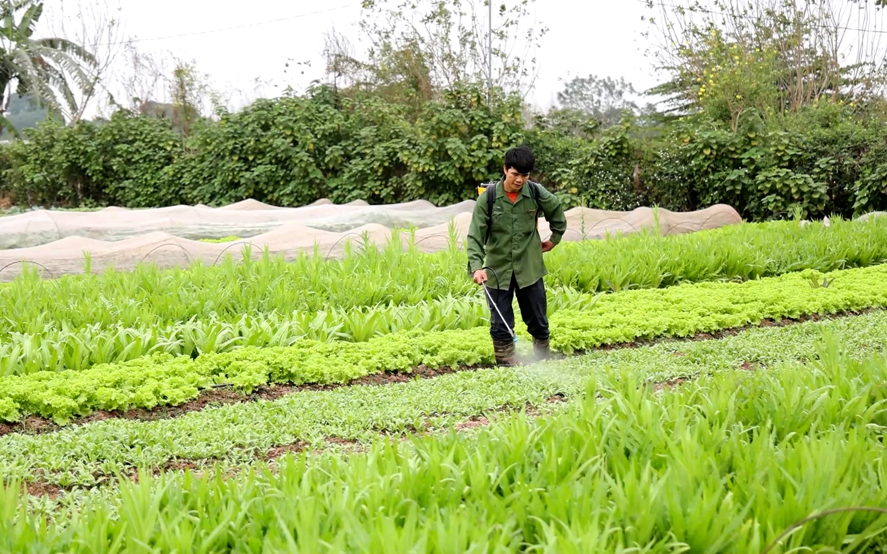 Bớt bị thời tiết "làm khó", người trồng rau ngoại thành Hà Nội kỳ vọng mùa Tết bội thu