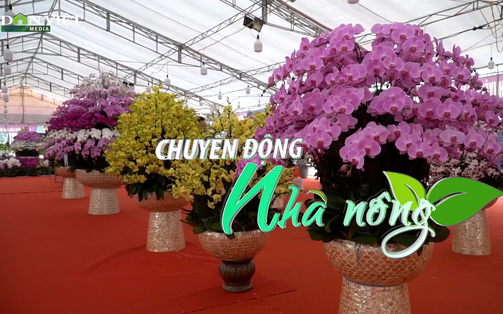 Chuyển động Nhà nông 20/1: Ngày 29 Tết, Lan Hồ Điệp sale tới 50% vẫn vắng khách