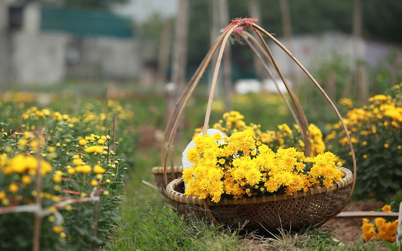 Ít ai biết có một làng hoa nằm ở trung tâm quận Thanh Xuân, vào ngày Tết đẹp đến ngỡ ngàng!