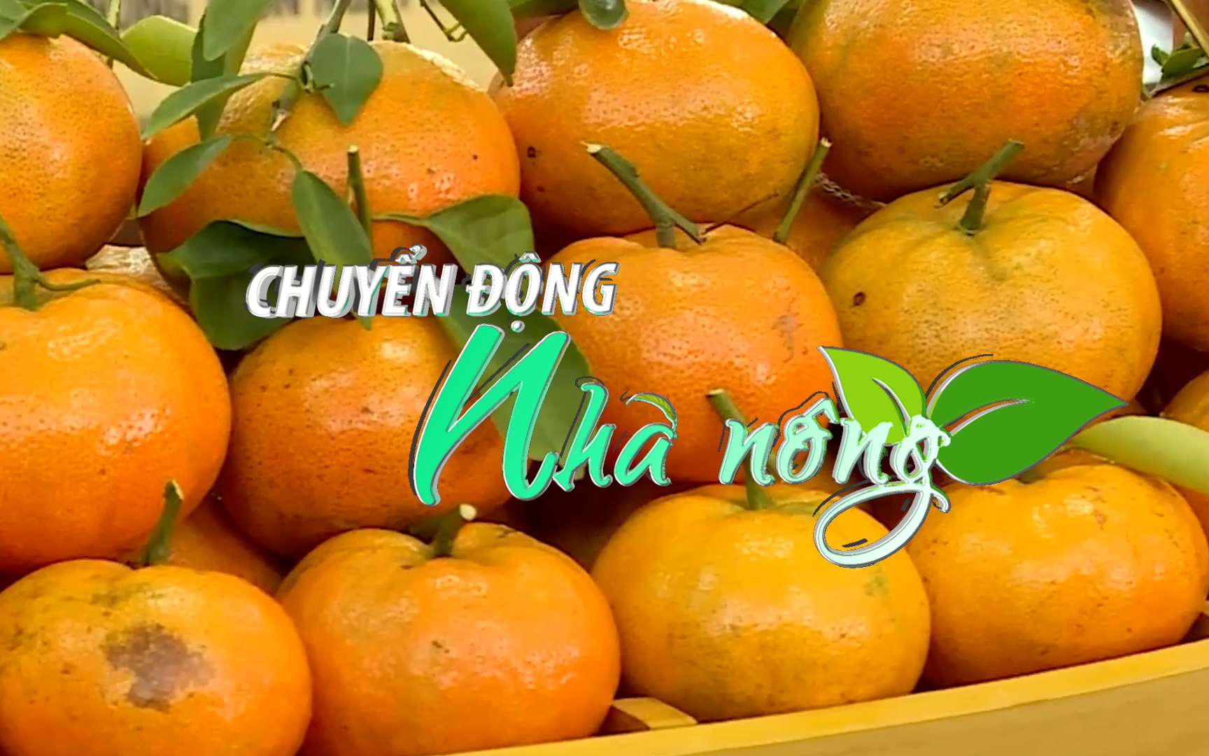 Chuyển động Nhà nông 9/1:5.000 tấn quýt hồng khoe sắc vàng rực phục vụ Tết