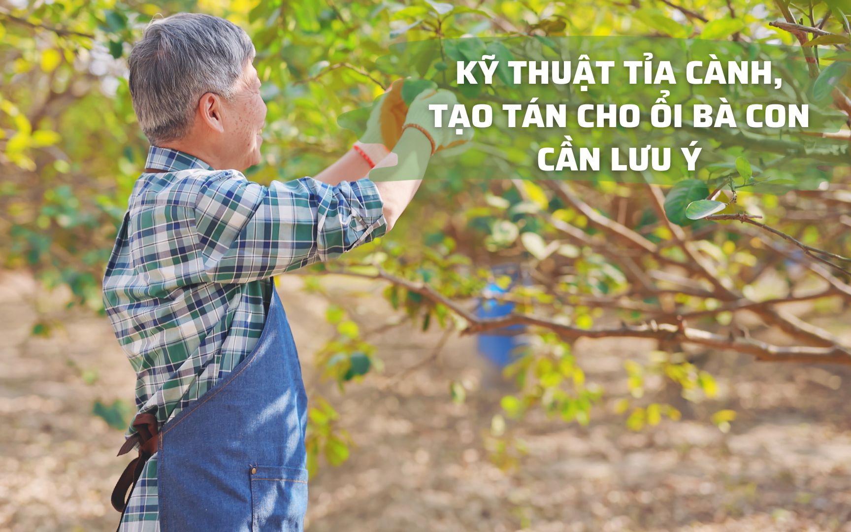 SỔ TAY NHÀ NÔNG: Kỹ thuật tỉa cành, tạo tán cho cây ổi 