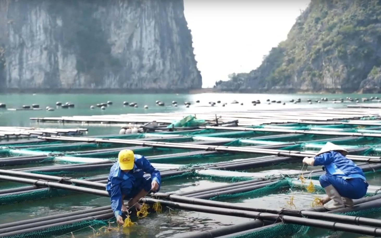 Giải pháp nâng cao chất lượng nguồn nhân lực trong lĩnh vực nuôi trồng thuỷ hải sản