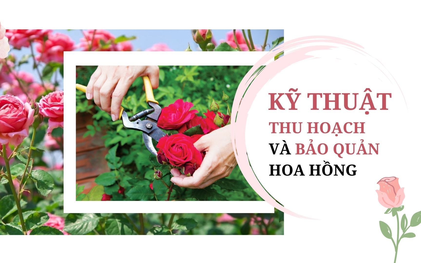 SỔ TAY NHÀ NÔNG: Kỹ thuật thu hoạch và bảo quản hoa hồng