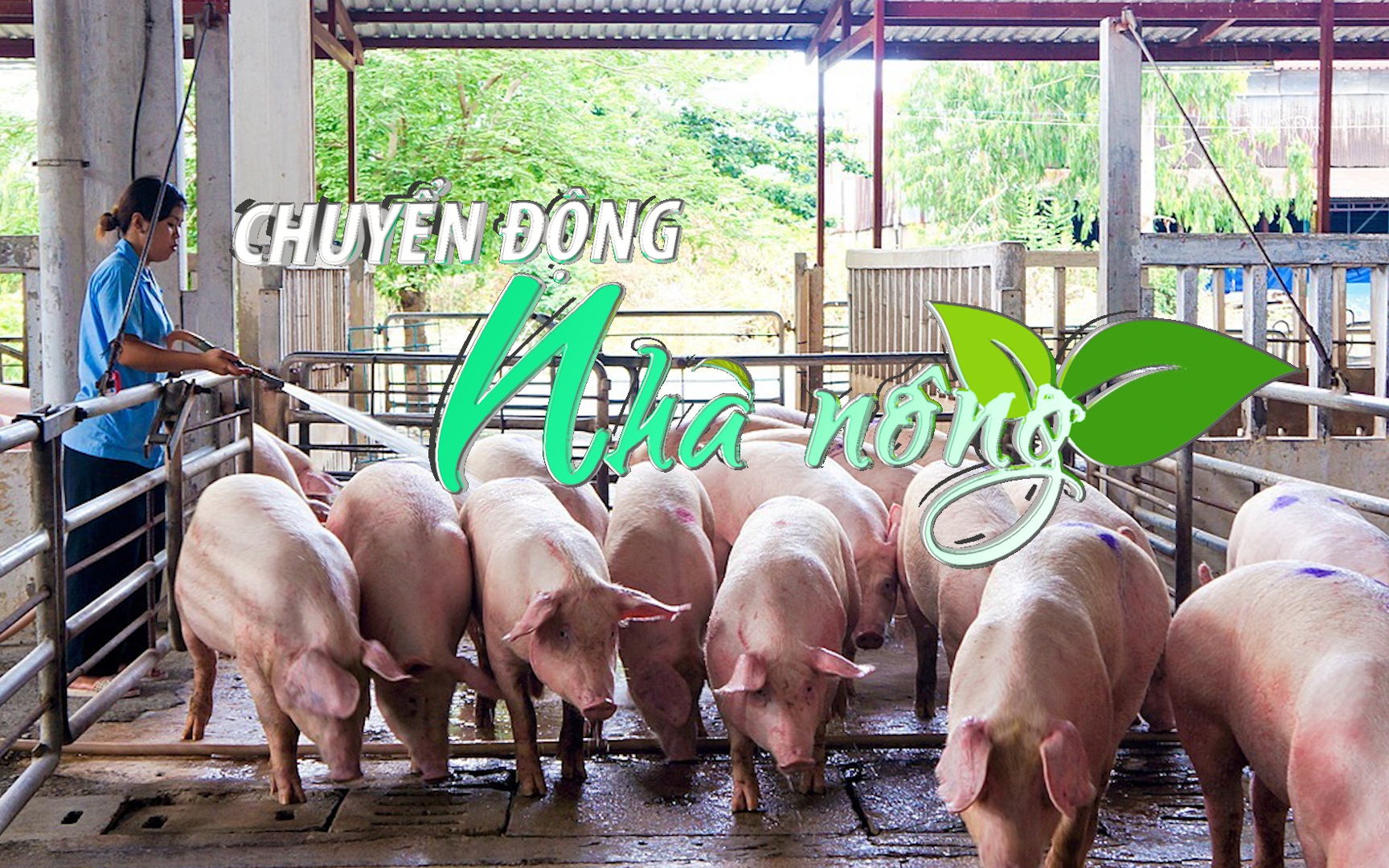 Chuyển động Nhà nông 24/10: Giá heo hơi hôm nay tại miền Bắc tăng cao nhất 4.000 đồng/kg