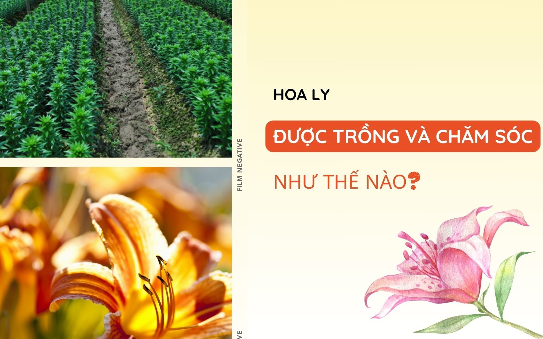 SỔ TAY NHÀ NÔNG: Kỹ thuật trồng và chăm sóc hoa ly cơ bản